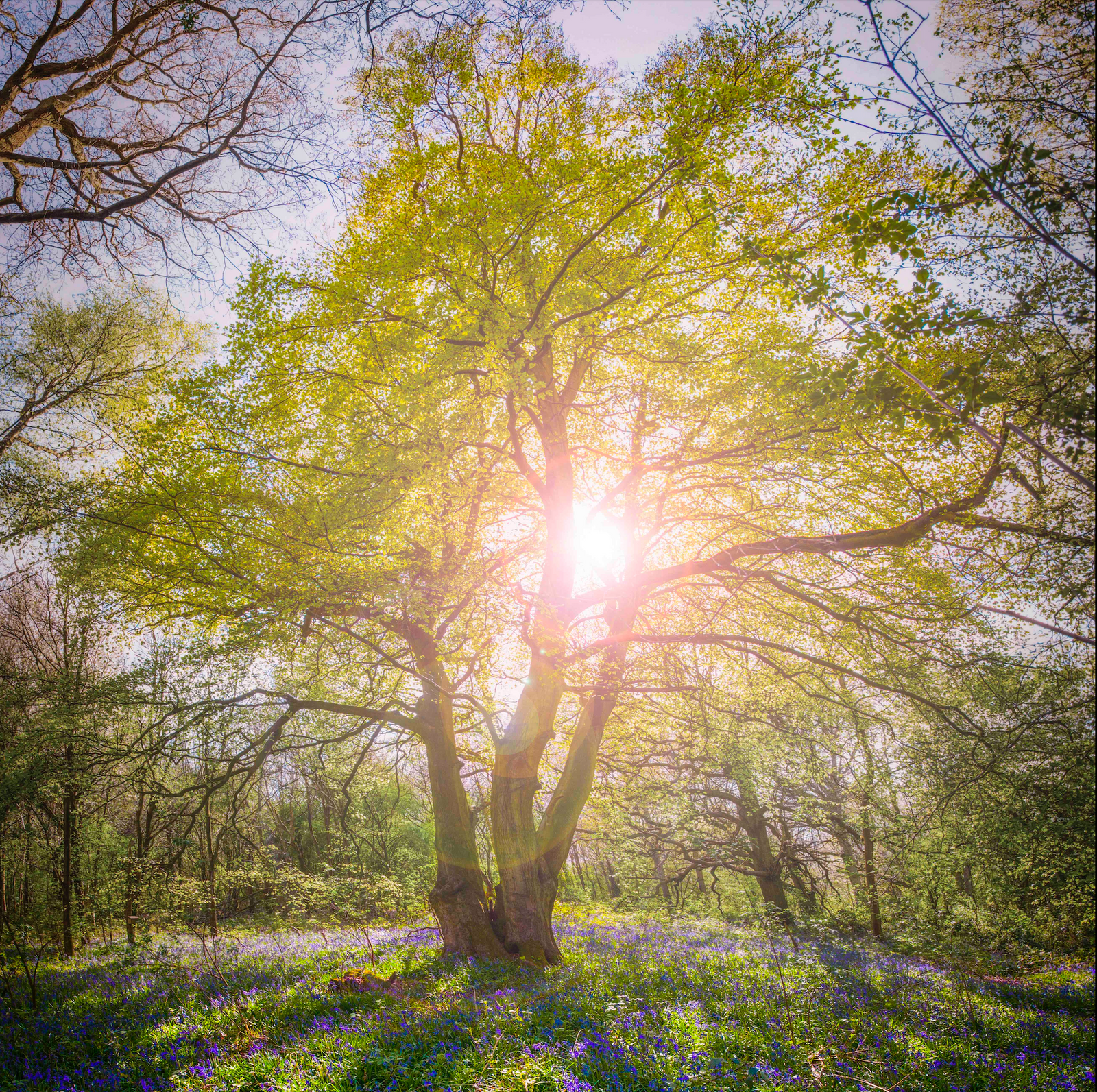 Woodland at Castle Farm