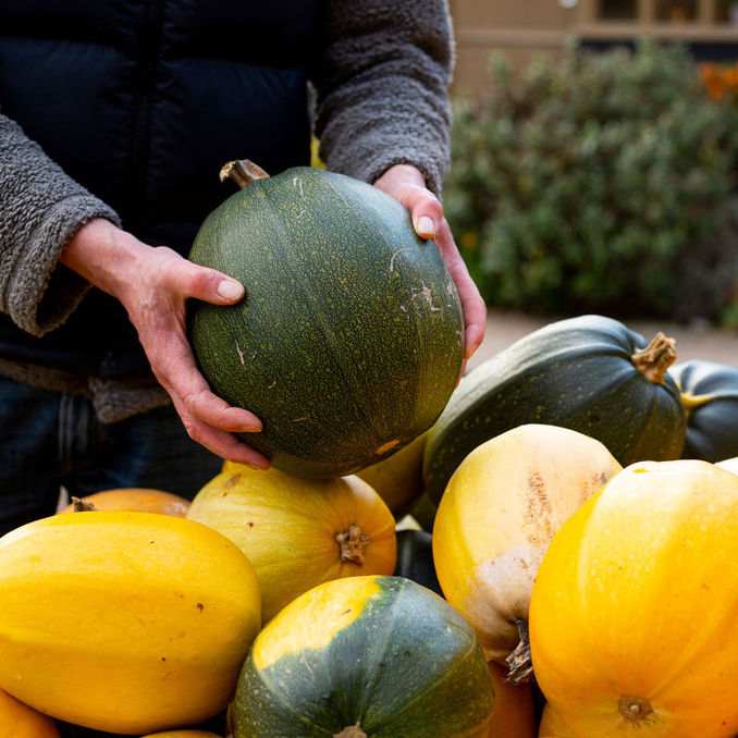 Spaghetti Squash - still available!