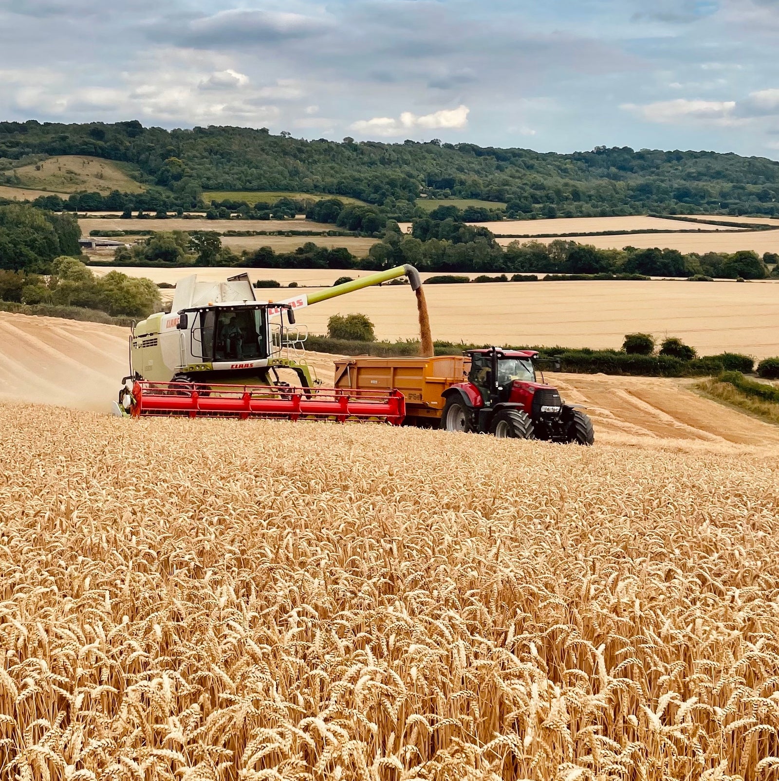 Wonderful wheat at Castle Farm