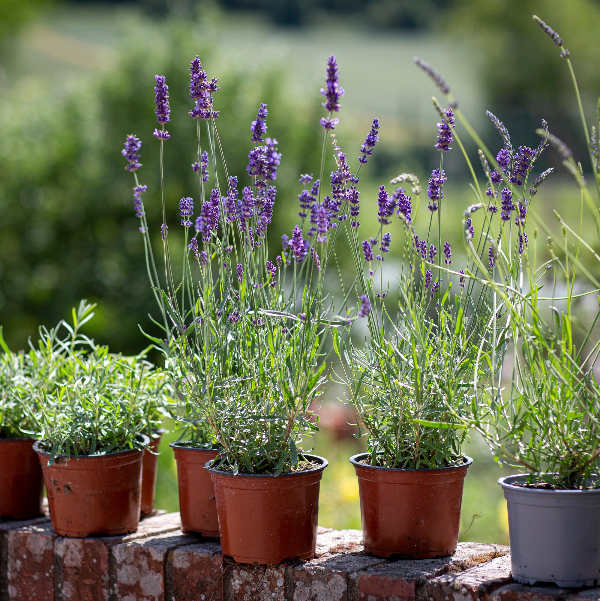 Buy Castle Farm Lavender Plants online