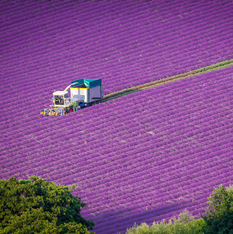 Castle Farm Lavender Harvest in action