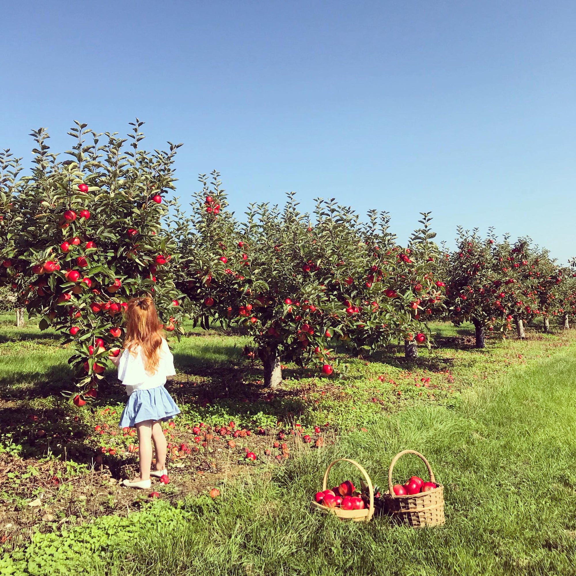 Castle Farm Apple Orchard