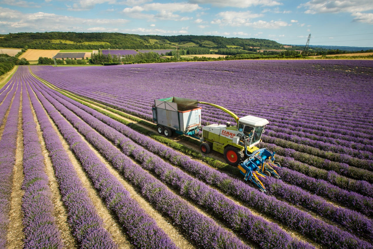 Lavender Harvest at Castle Farm