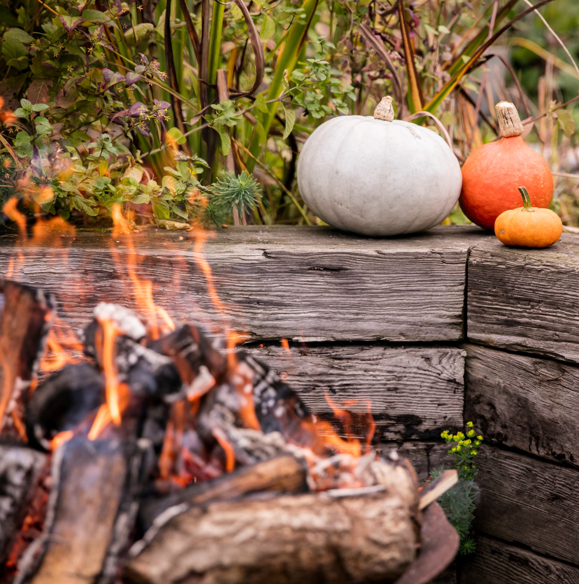 Fire Cooking Autumn Pumpkins