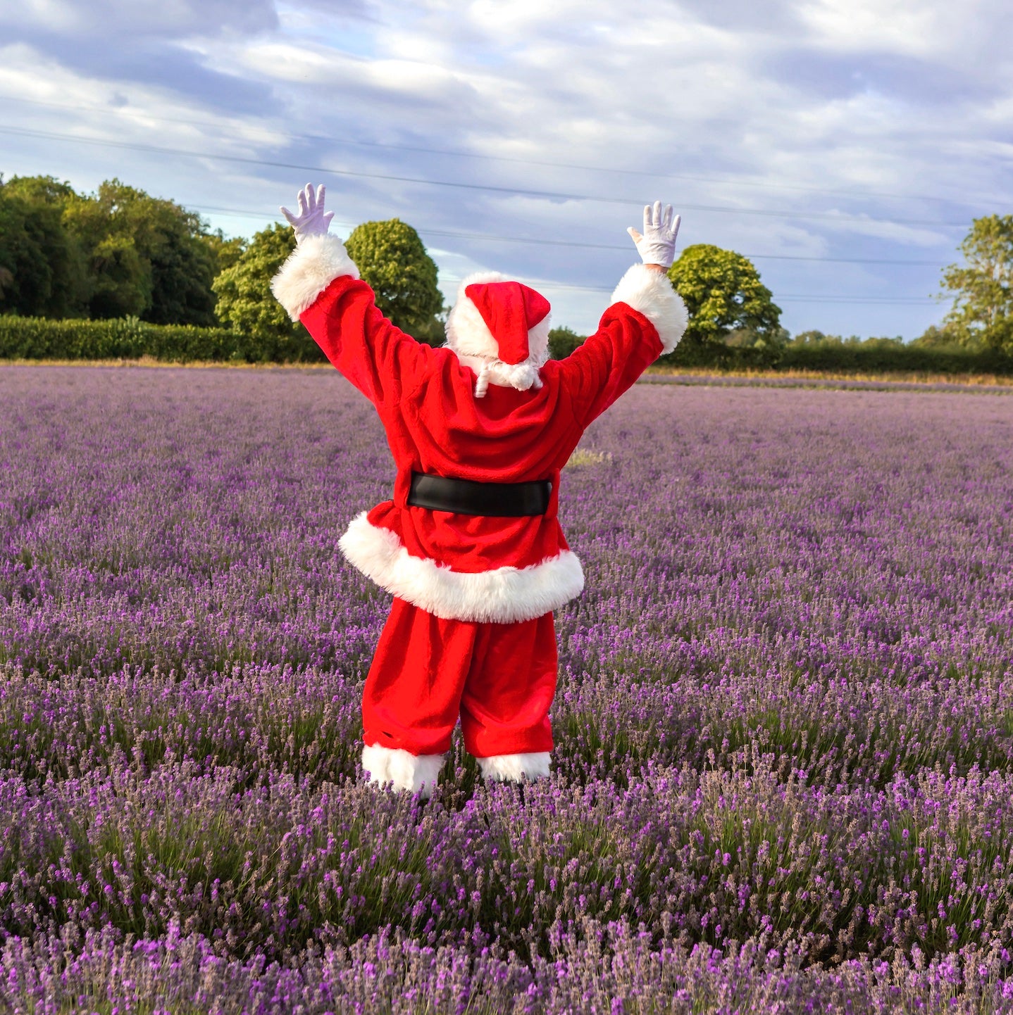 Santa in Lavender