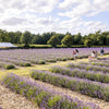 LAVENDER PICNIC TICKETS FOR 2 ADULTS, WITH ENGLISH SPARKLING WINE EXPERIENCE GIFT