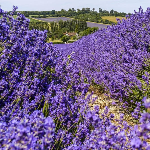 folgate lavender plants for sale FOLGATE' LAVENDER PLANTS FOR THE GARDEN - 1LTR