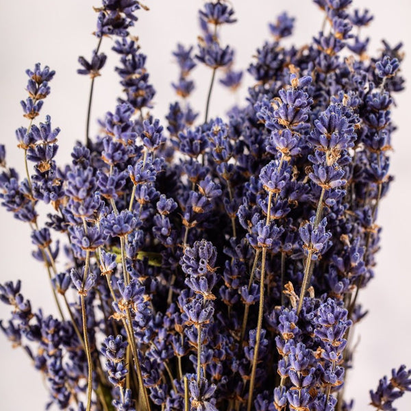 DRIED LAVENDER BUNCH - Castle Farm Shop