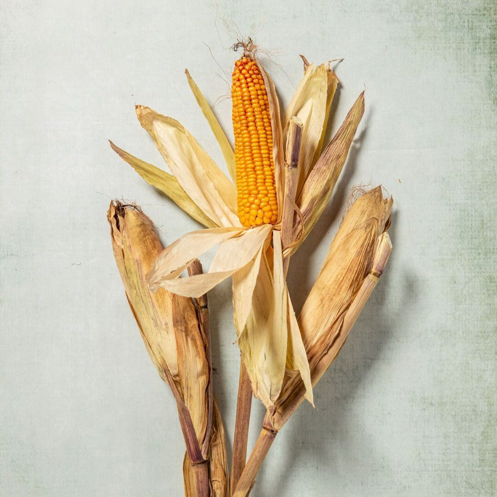 DECORATIVE CORNCOBS or 'MAIZE'