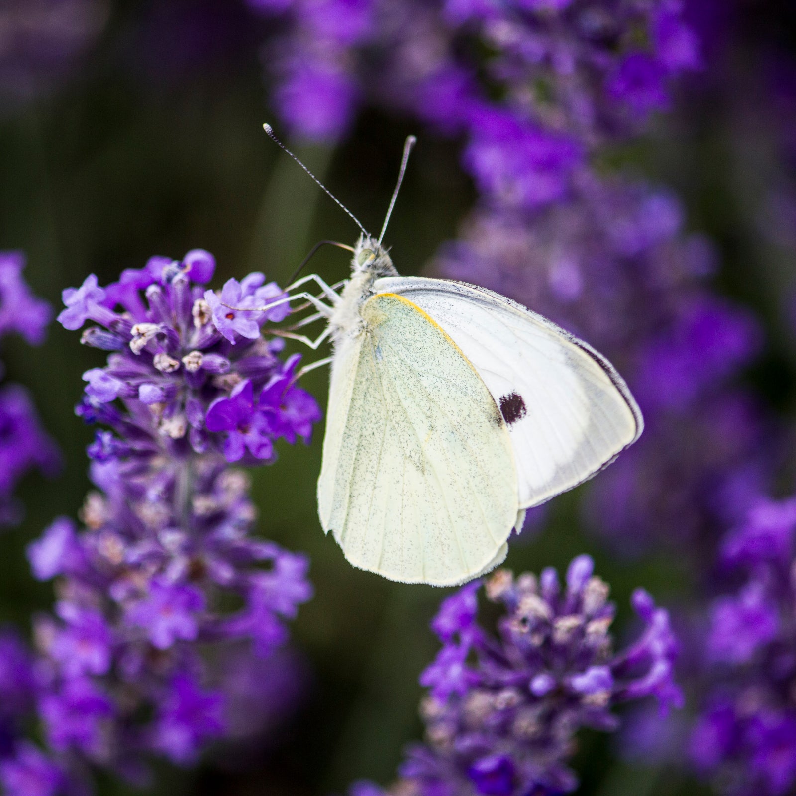 Visit Kent's Impact Hero - Conservation in action