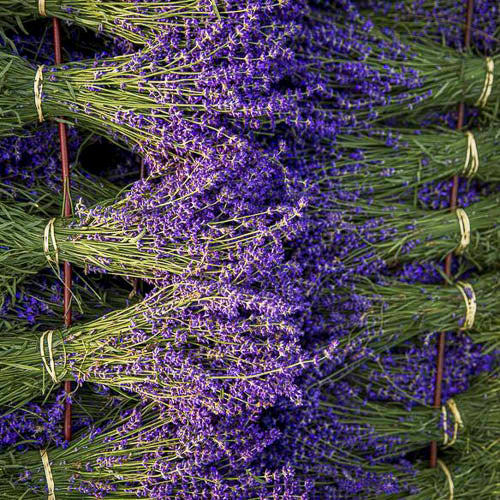 Lavender Oil – antiseptic & antiviral through history