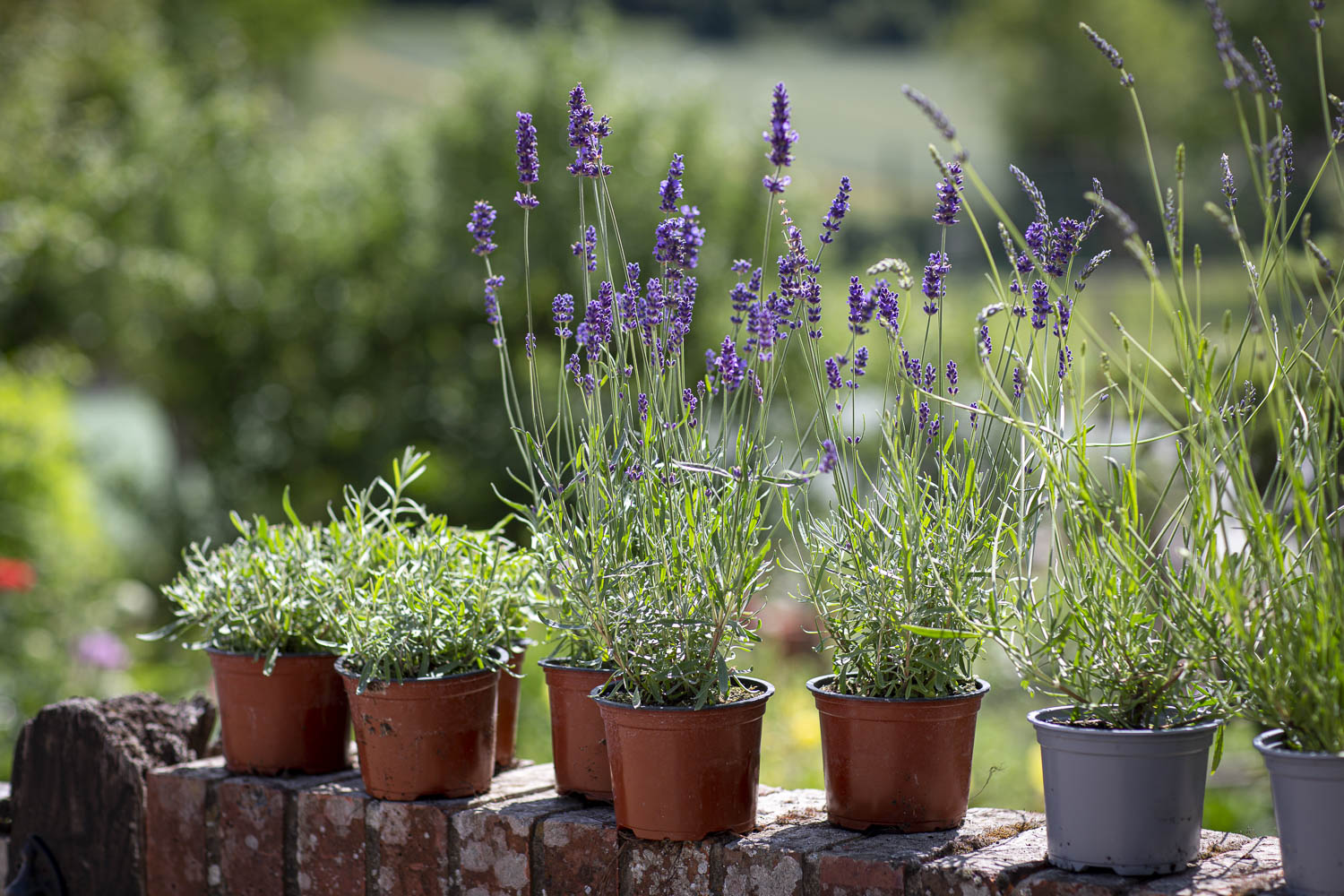 Planting Lavender in your garden