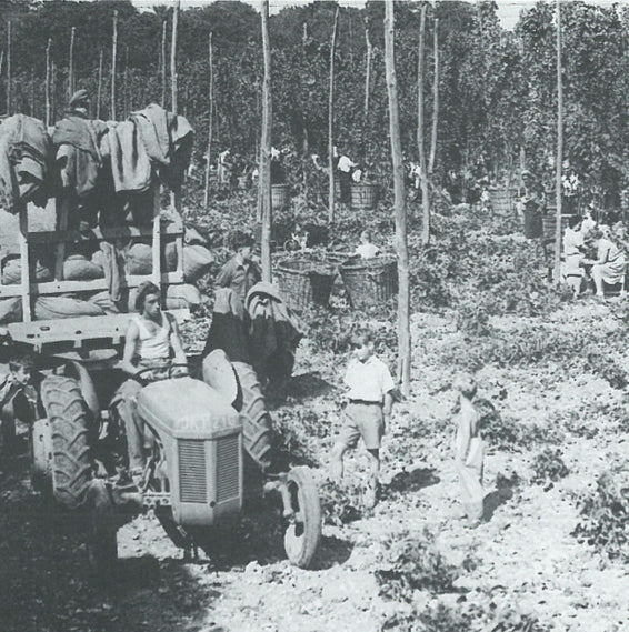 History of Hops on Castle Farm
