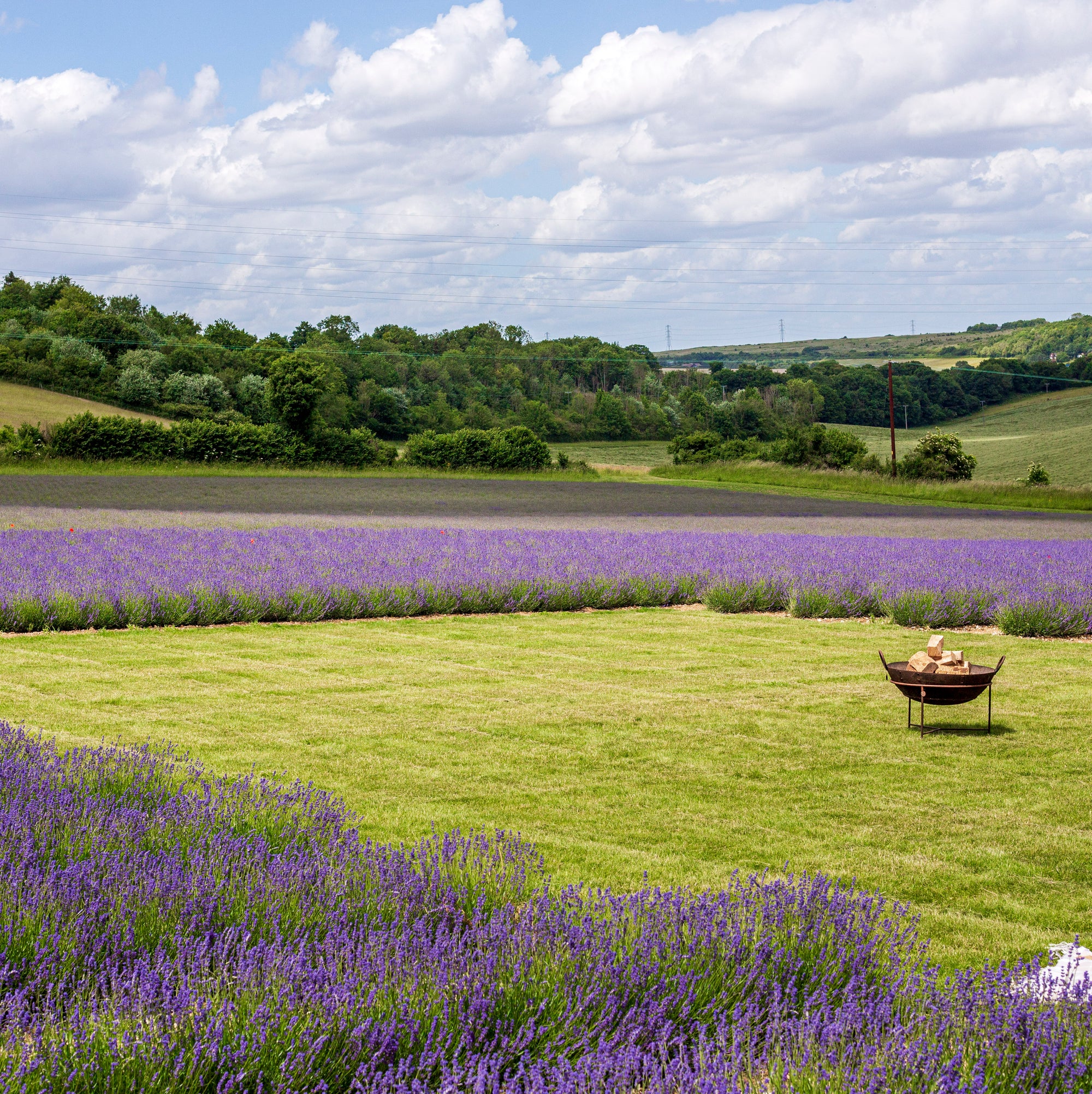 Private Lavender Field Hire