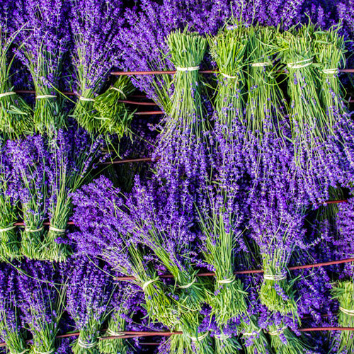 Fresh Lavender bunches from the Garden of England