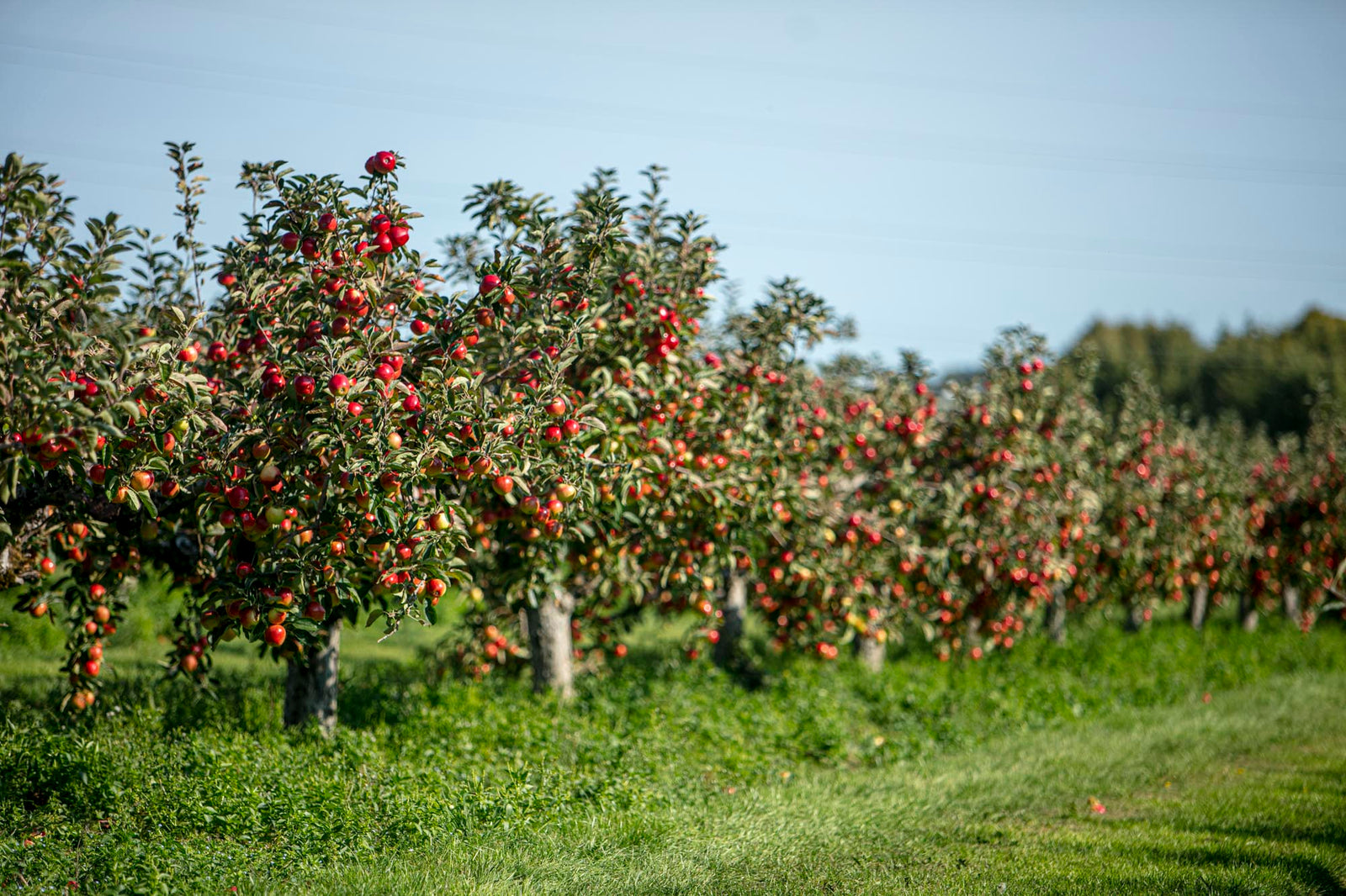 Norfolk Royal Apple Tree