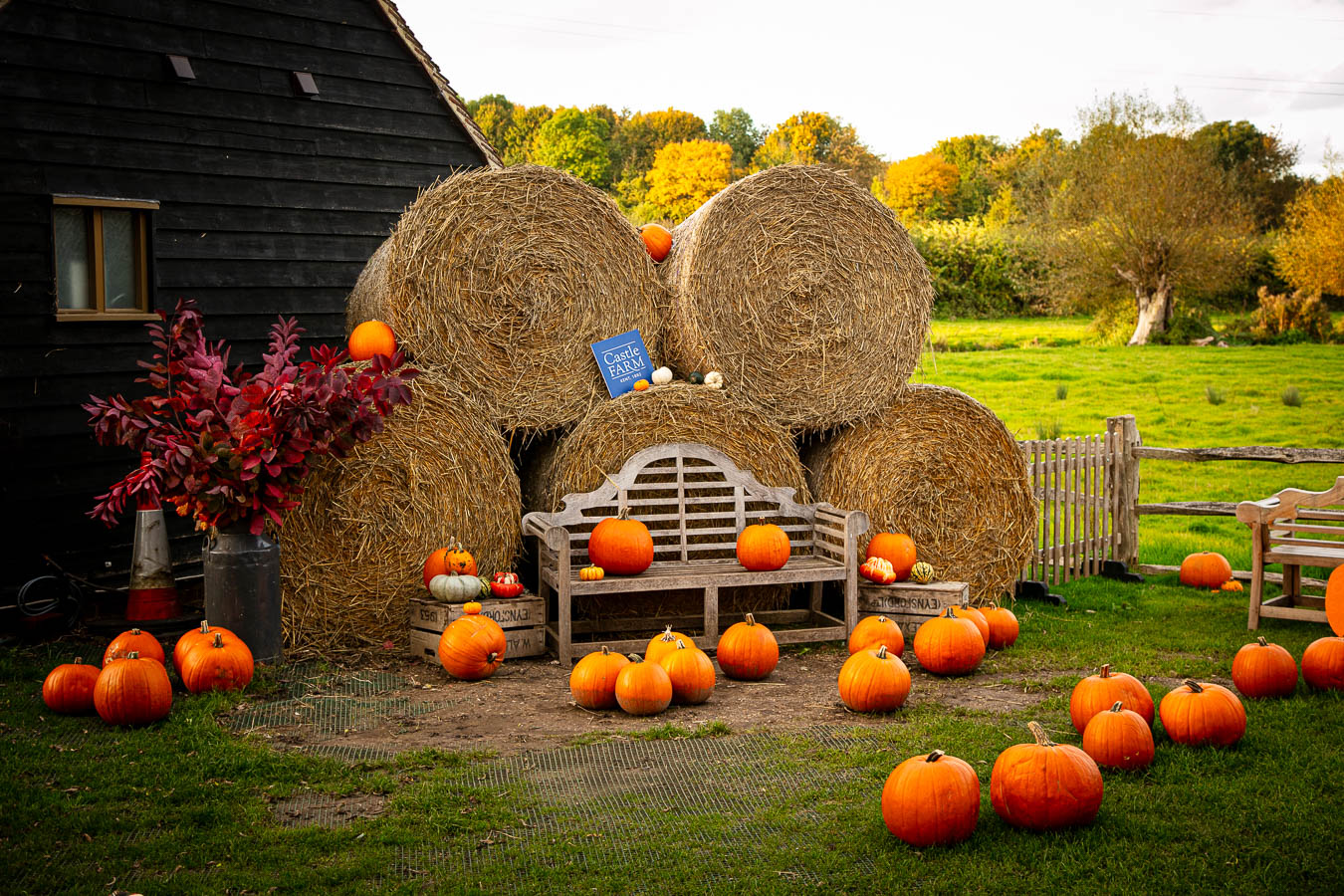Pumpkins at Castle Farm 