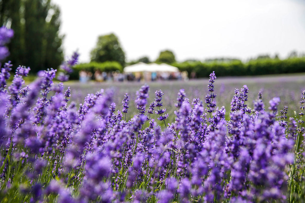 Guided Lavender Tours in Kent: A Behind-the-Scenes Summer Experience at Castle Farm