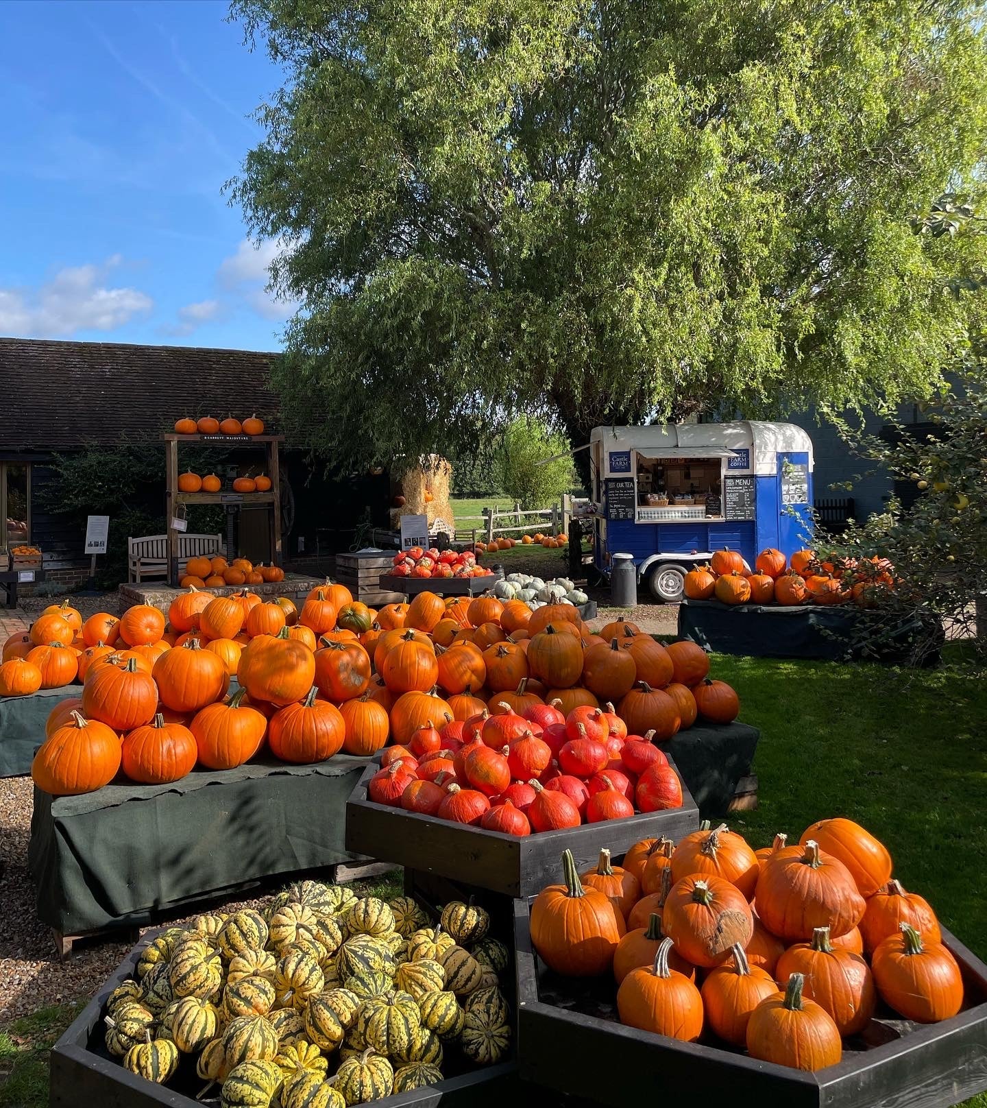 Pumpkins at Castle Farm 