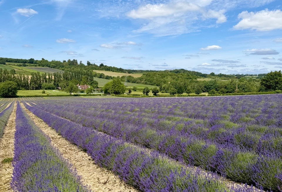 An update on this year's Lavender Bloom