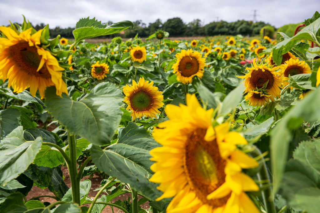 Visit our Sunflower Patch!