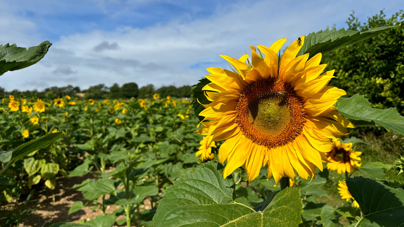 Visit our Sunflower Patch!