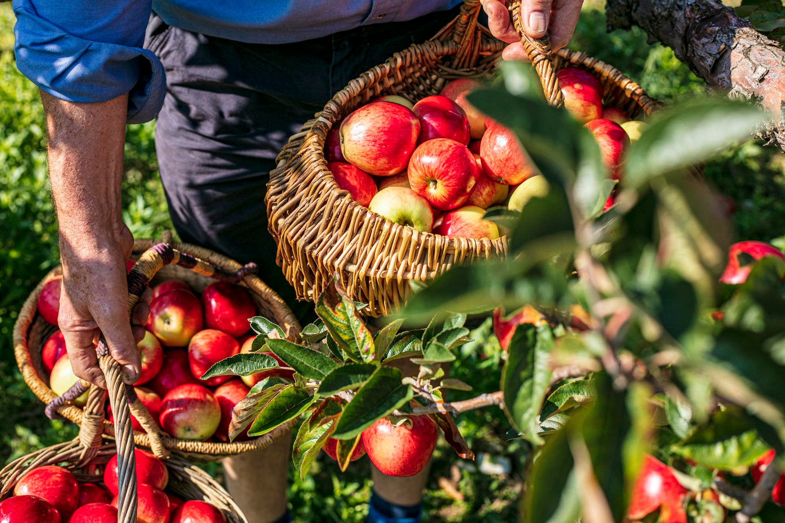 Castle Farm PYO Apple Orchard