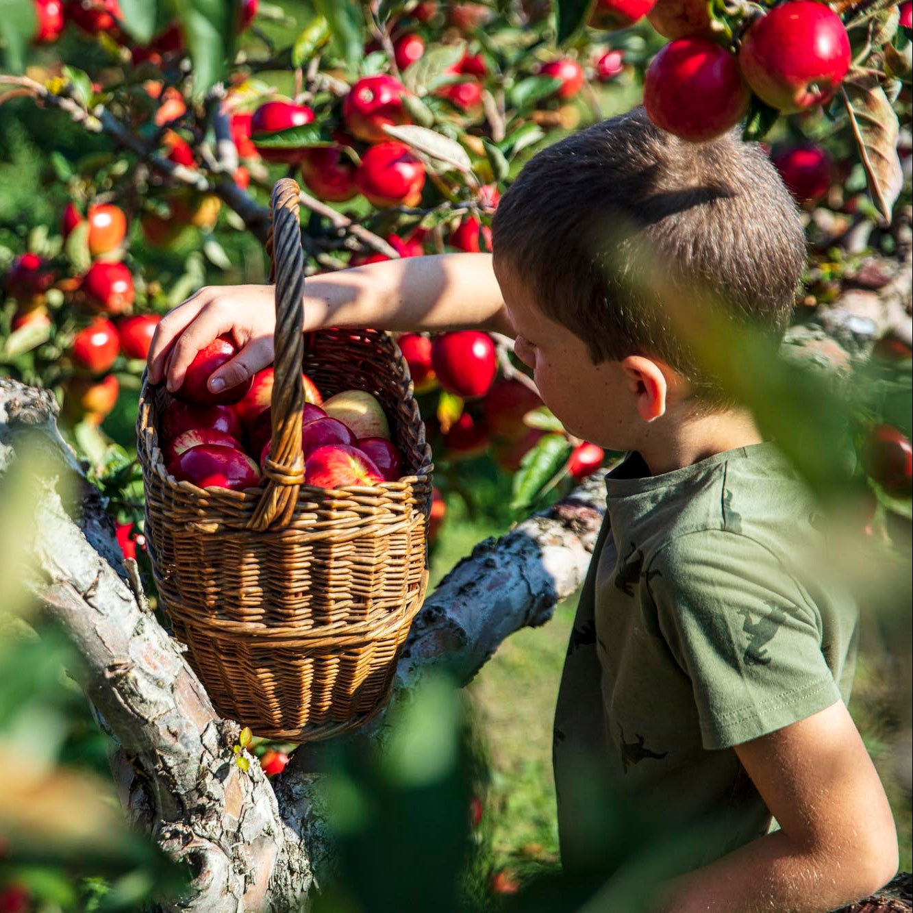 Apple Picking Etiquette!