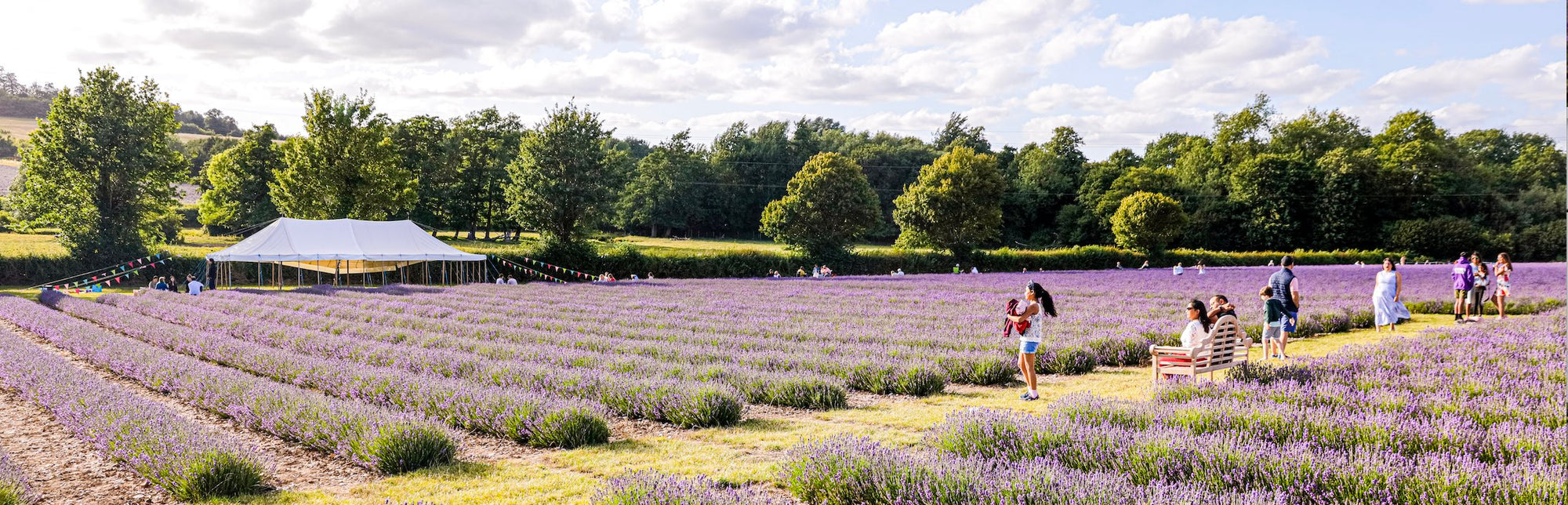 Lavender Field Events