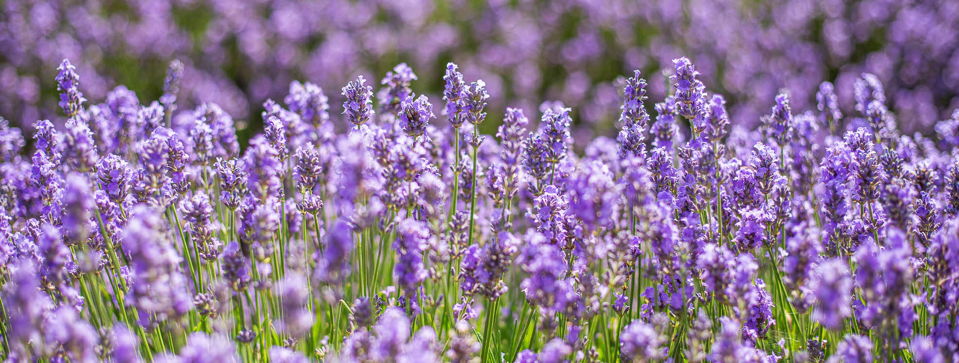 Purple Friday - up to 20% OFF