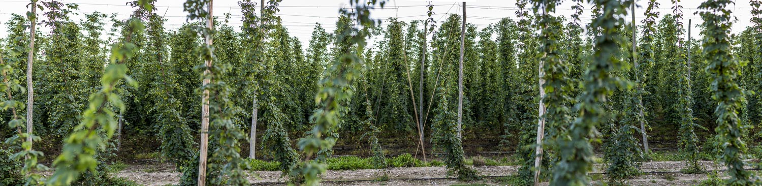 Hops & Hop Plants