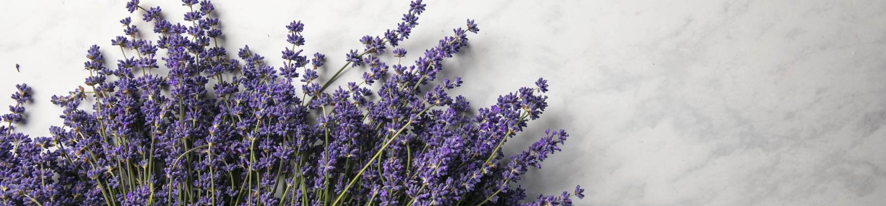 Fresh Lavender Bunches & Plants