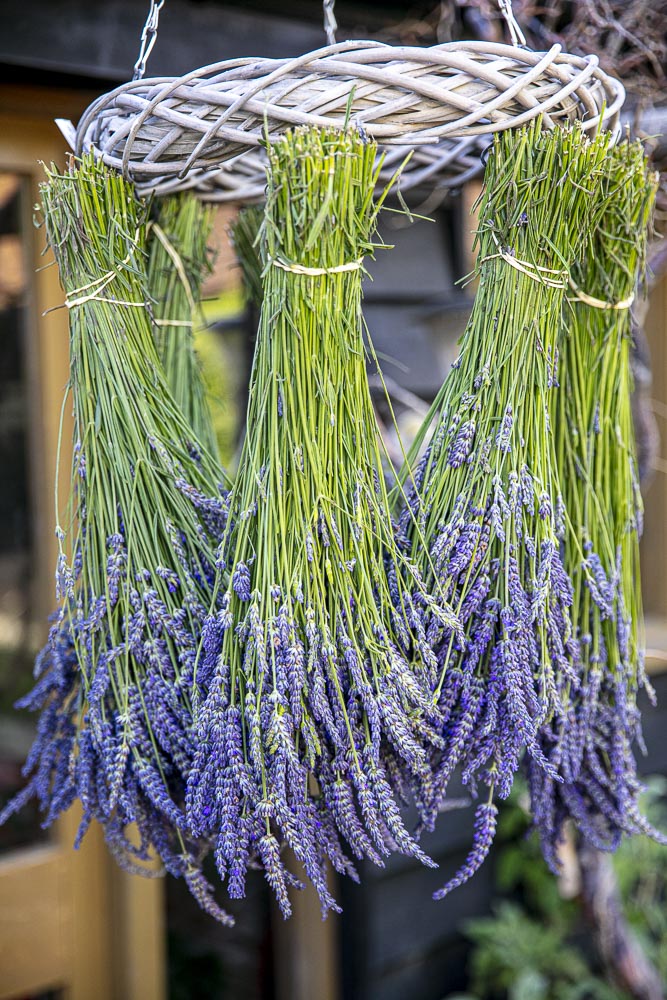 FRESH LAVANDIN BUNCHES