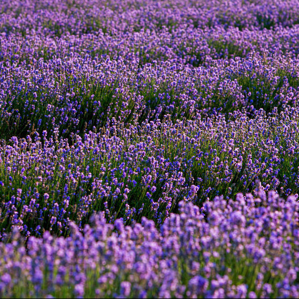 LADYBIRD LAVENDER OIL