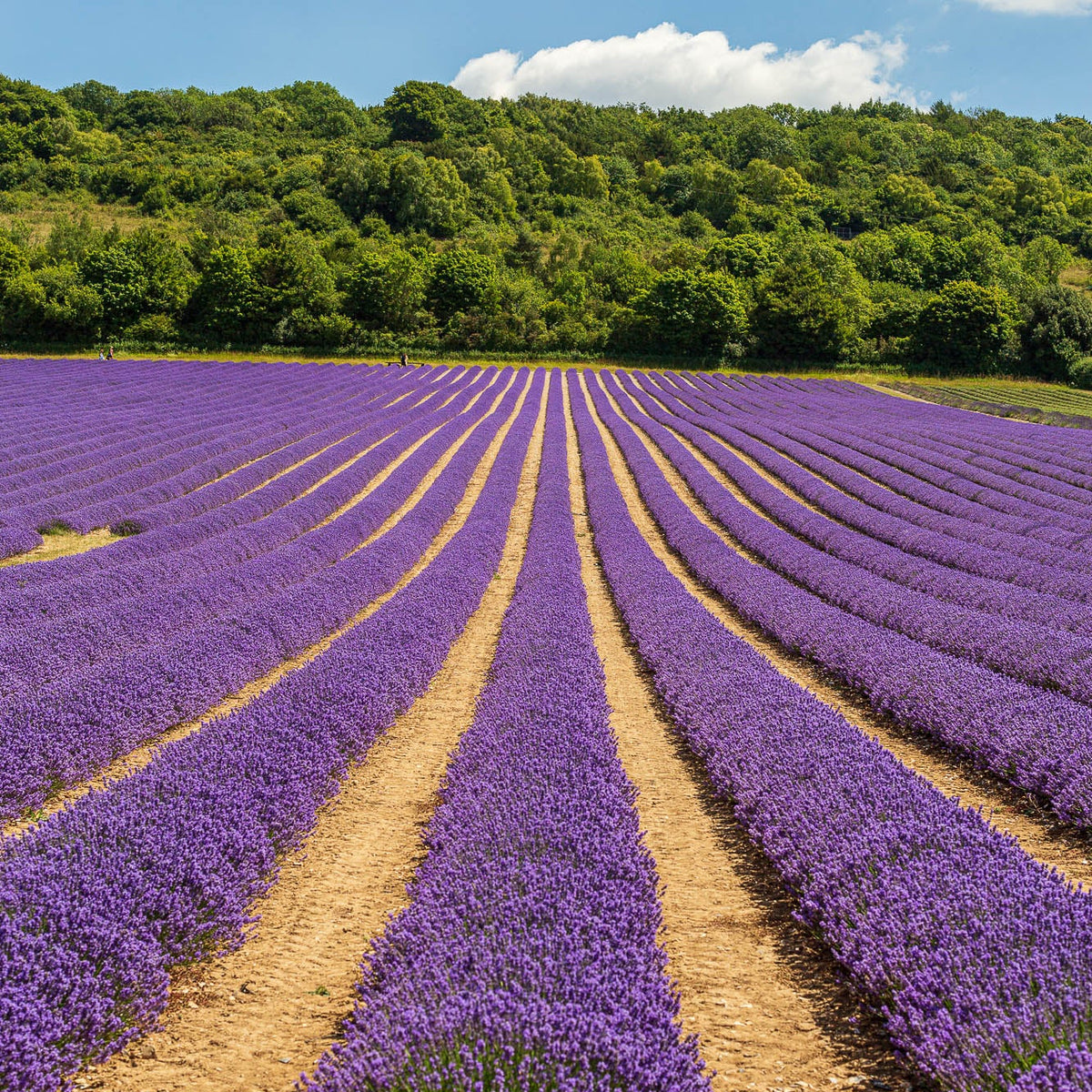 LADYBIRD LAVENDER OIL