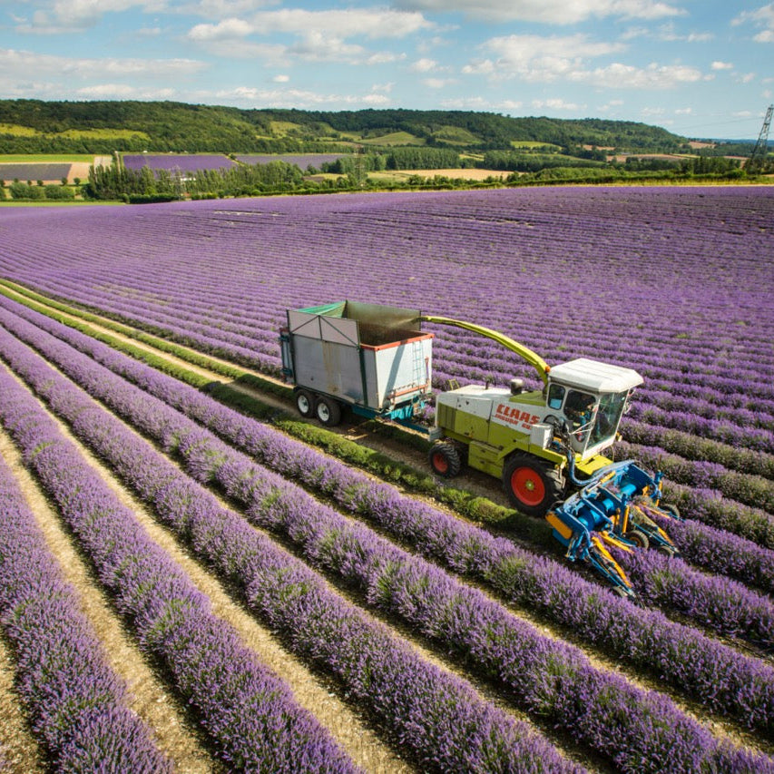 LADYBIRD LAVENDER OIL