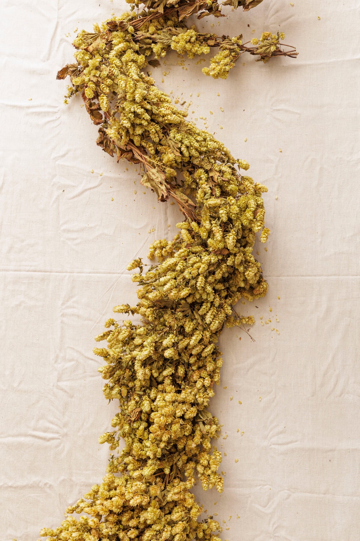 DRIED HOP BINE - GOLDEN