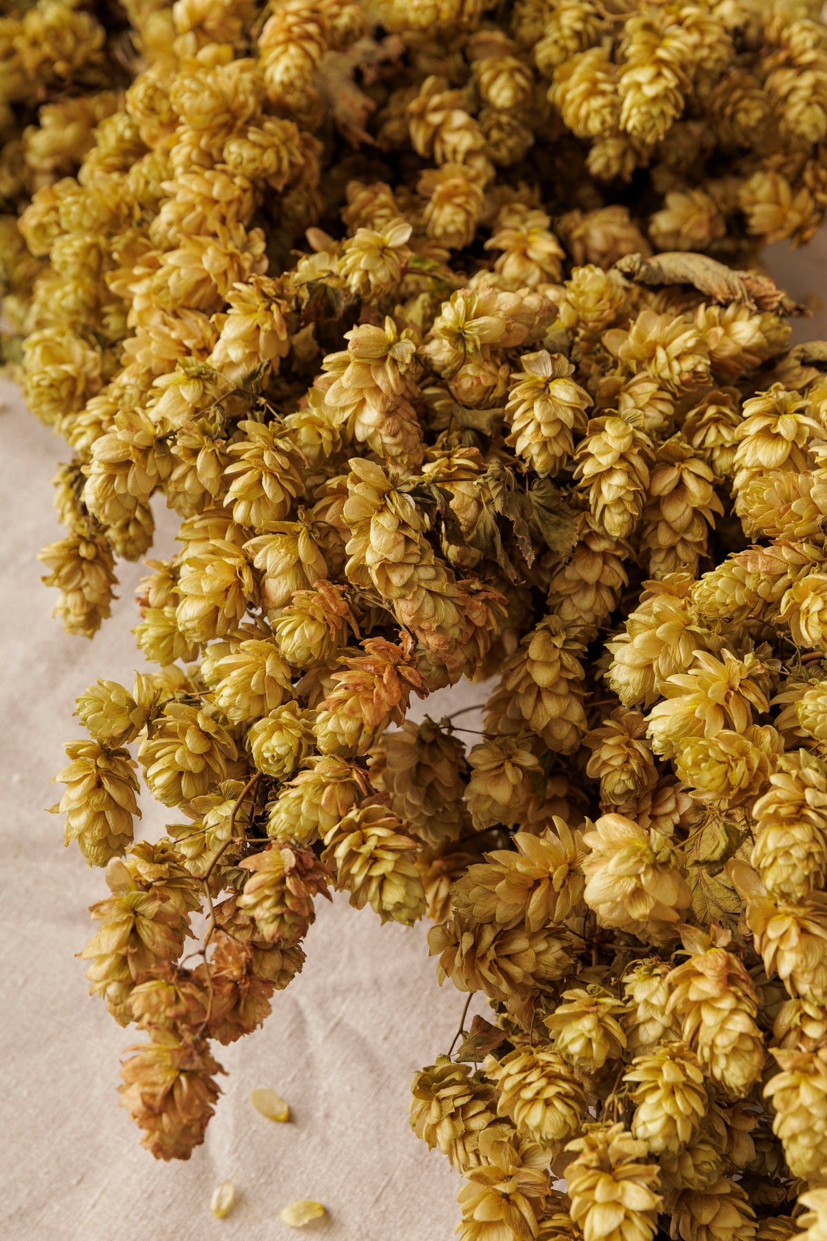 DRIED HOP BINE - GOLDEN