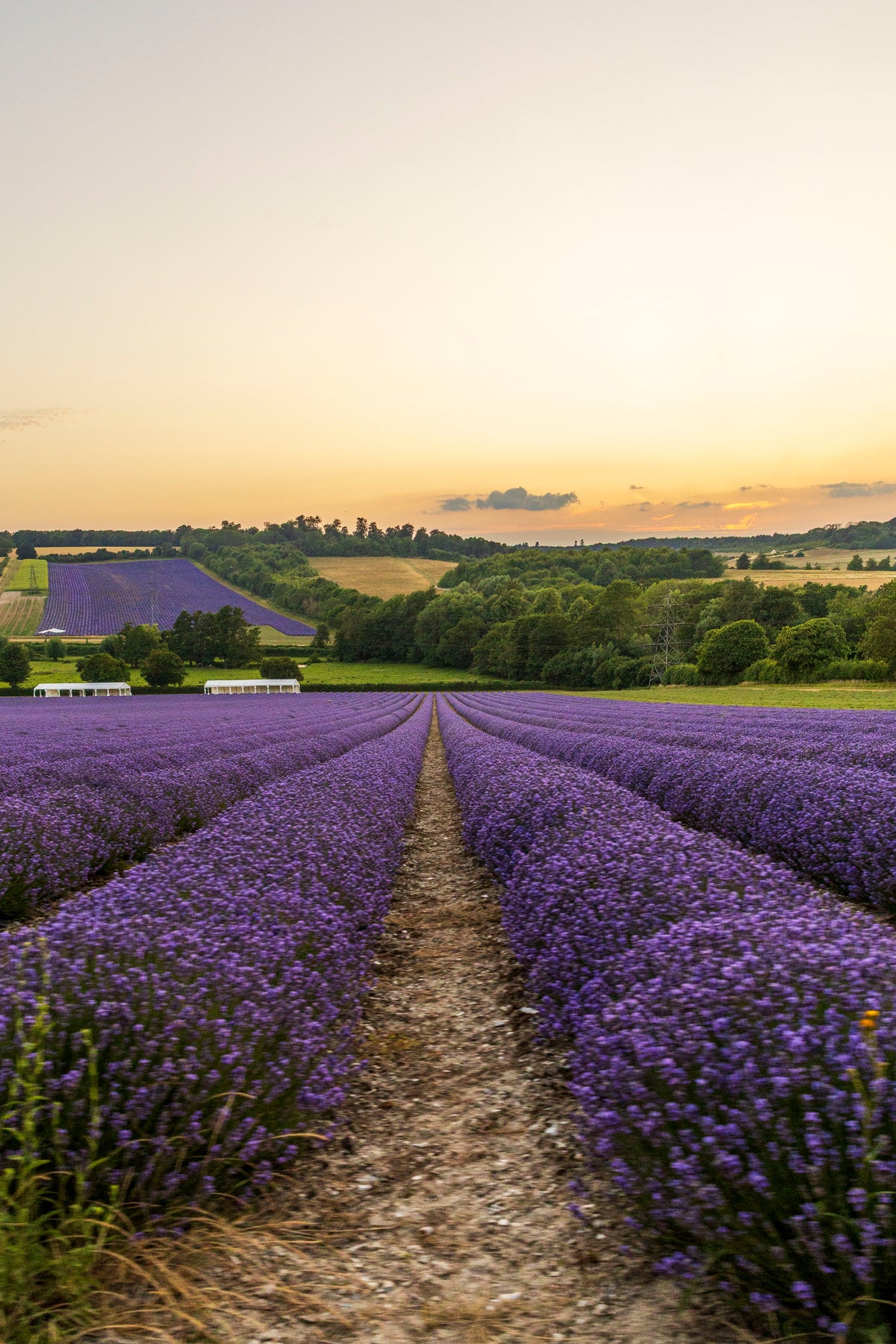 LAVENDER PICNIC GIFT EXPERIENCE