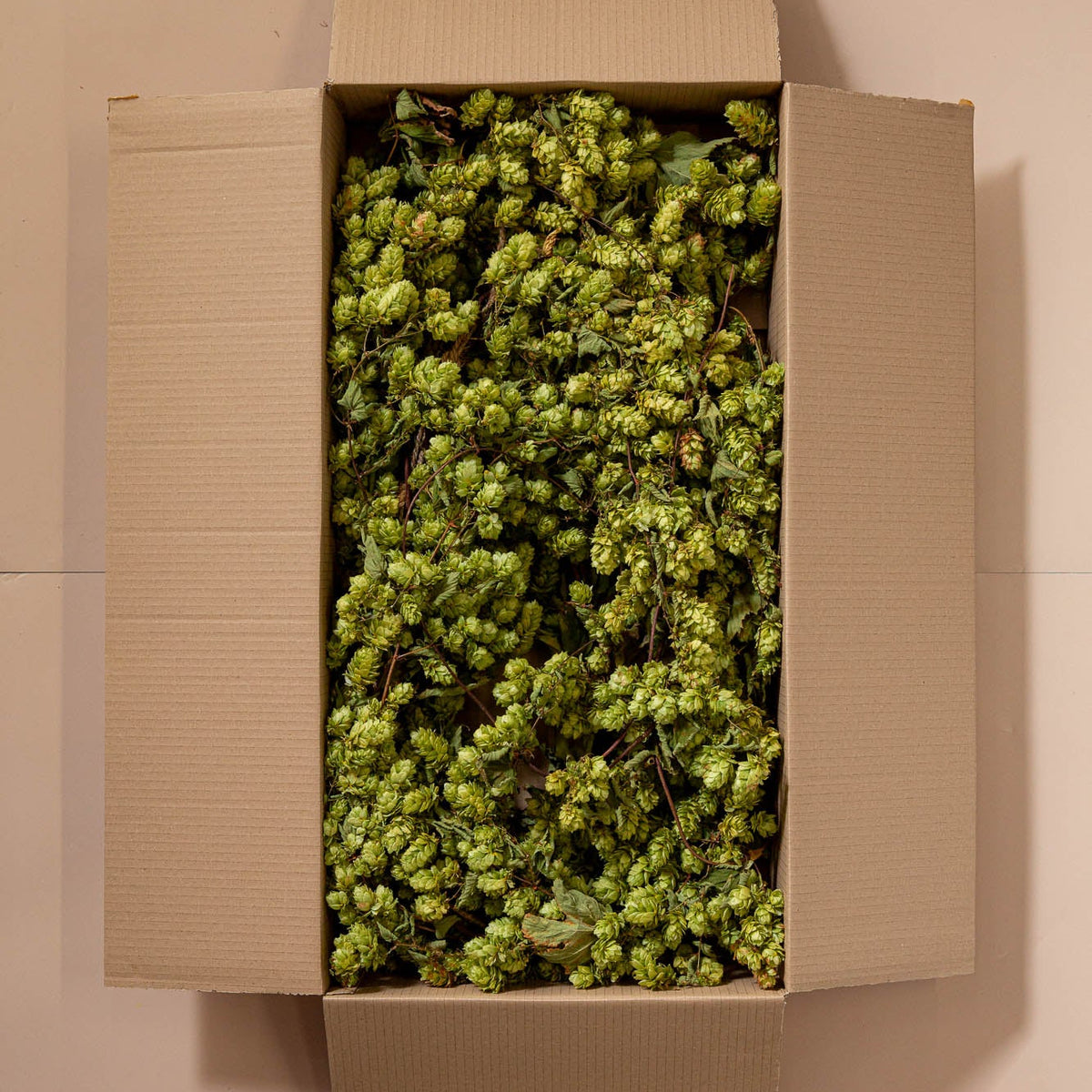 DRIED HOP BINE - SLIM