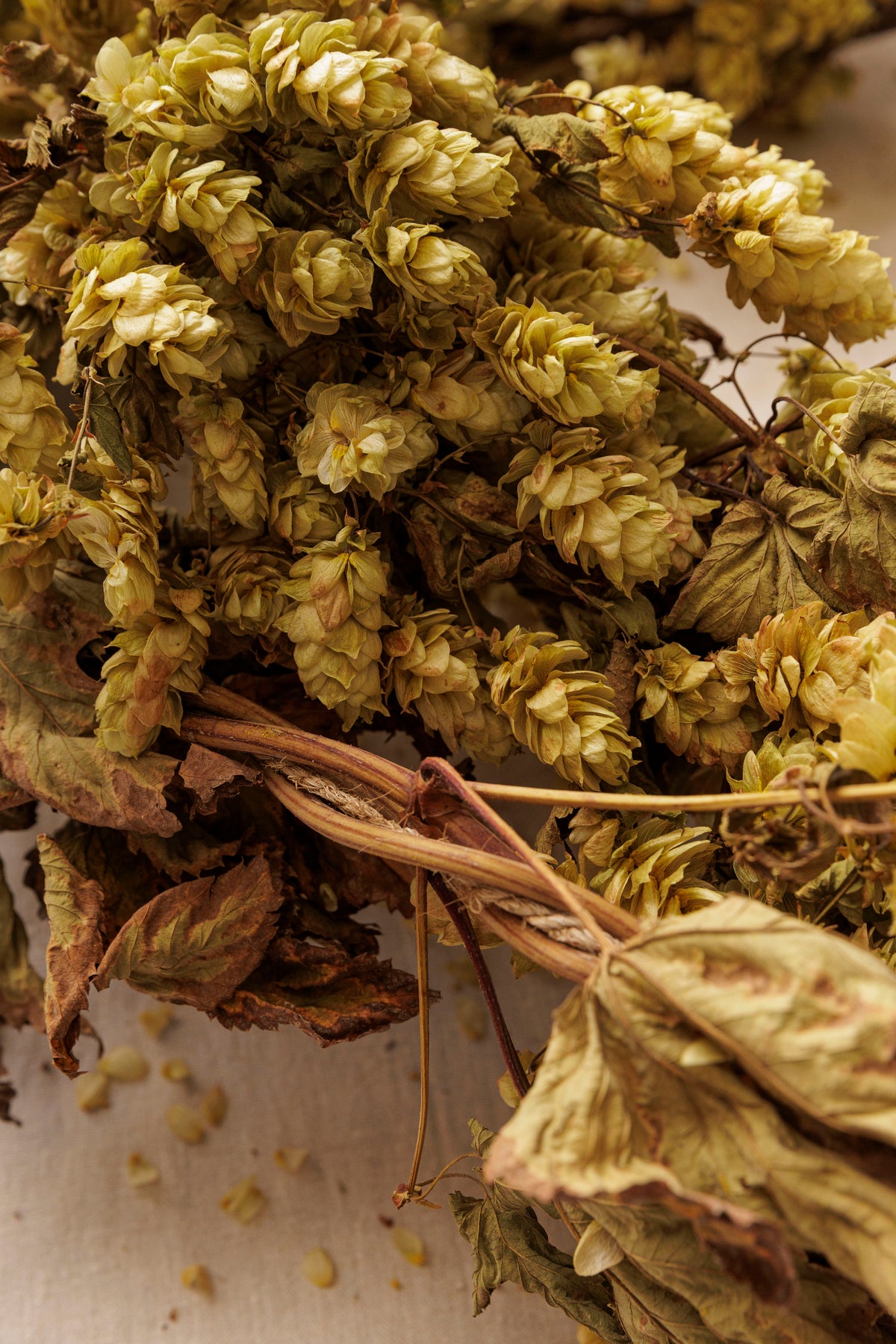 DRIED HOP BINE - GOLDEN