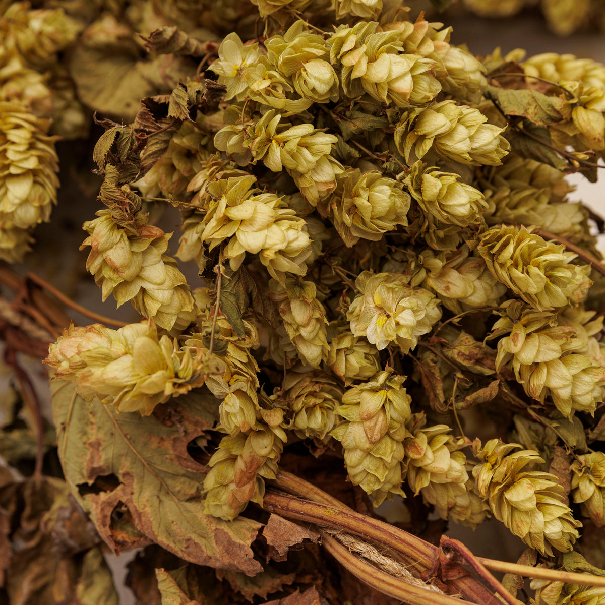 DRIED HOP BINE - GOLDEN