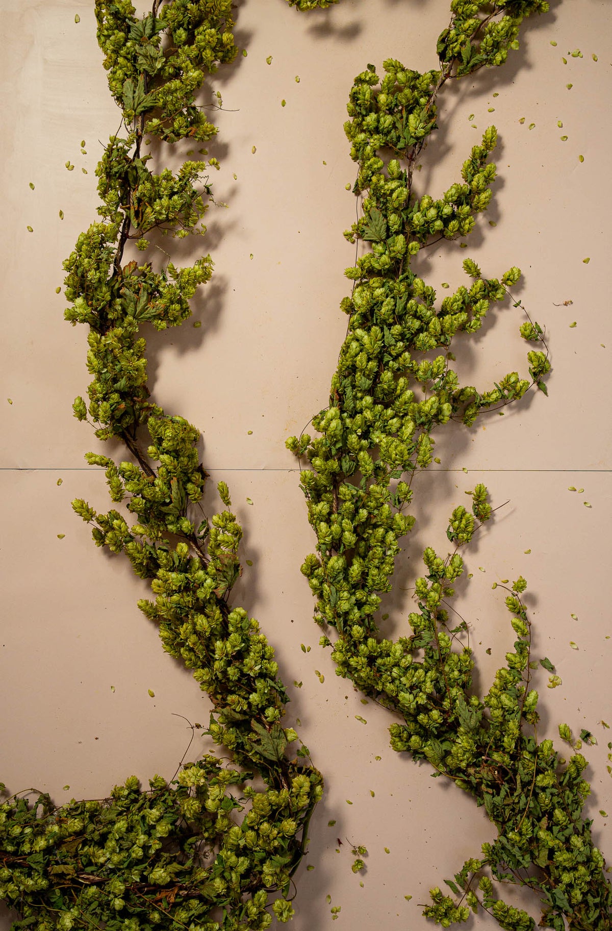 DRIED HOP BINE - SLIM