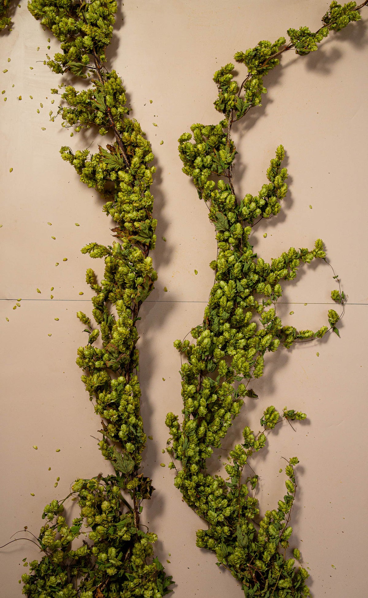 DRIED HOP BINE - SLIM