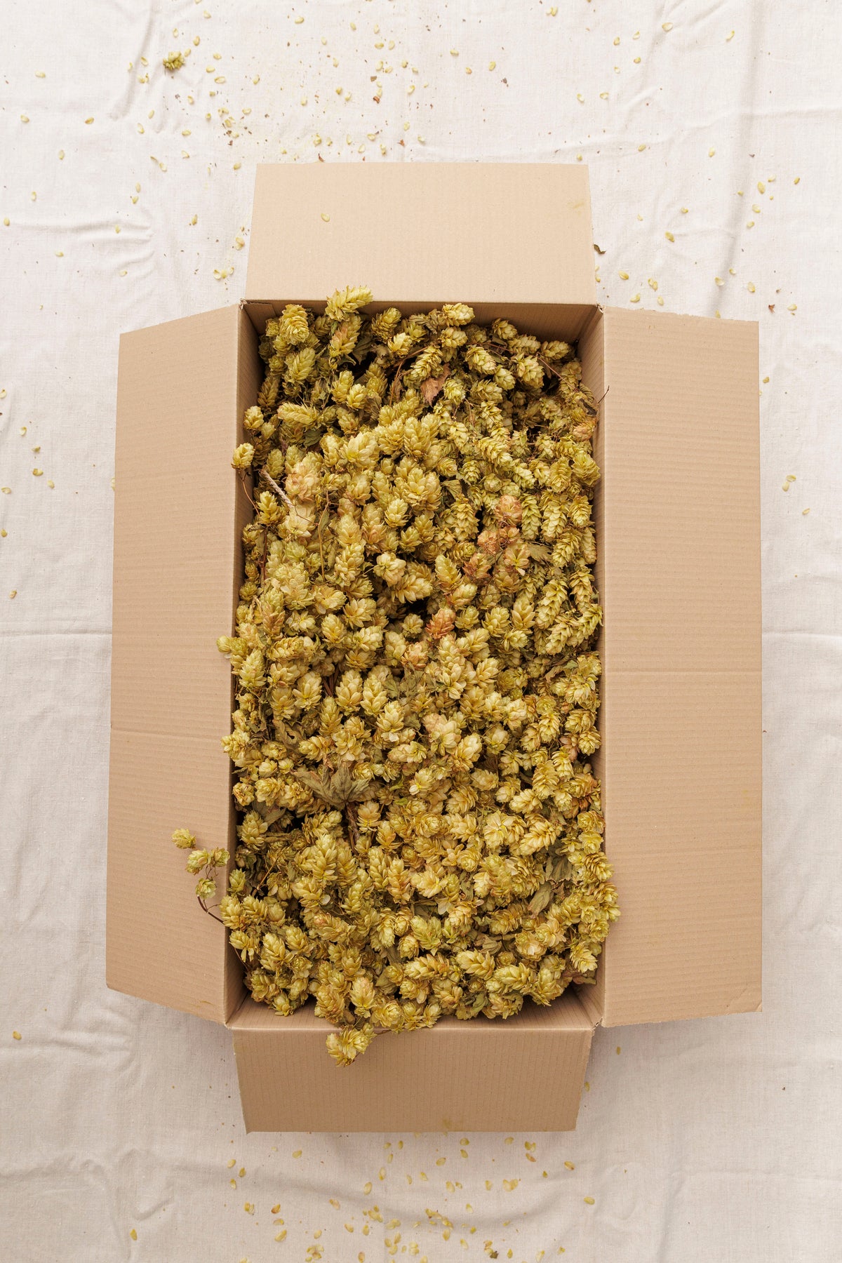 DRIED HOP BINE - GOLDEN