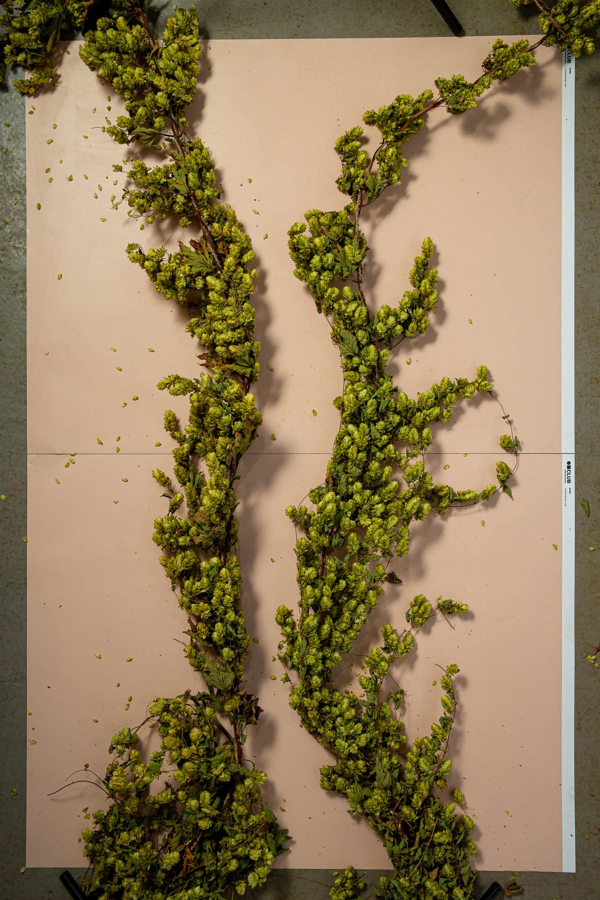 DRIED HOP BINE - SLIM