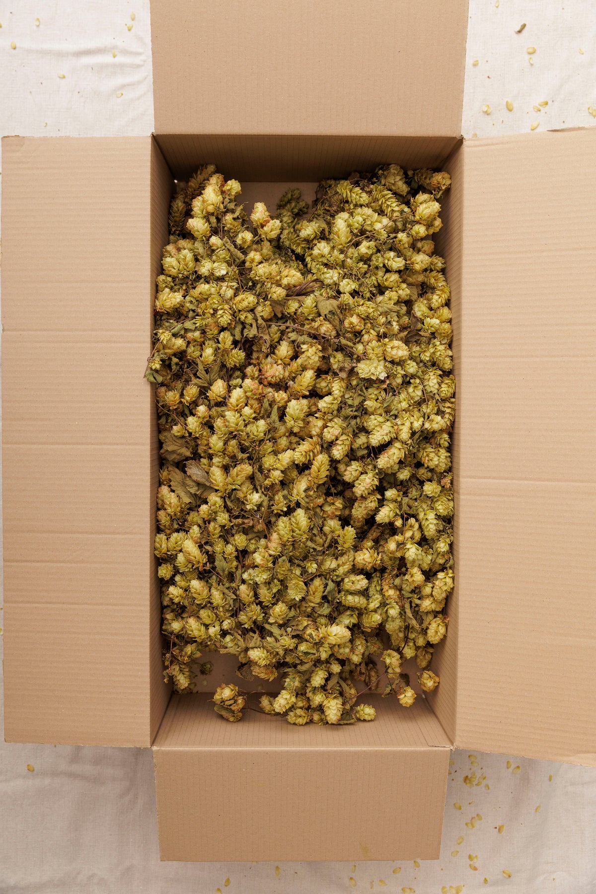 DRIED HOP BINE - GOLDEN
