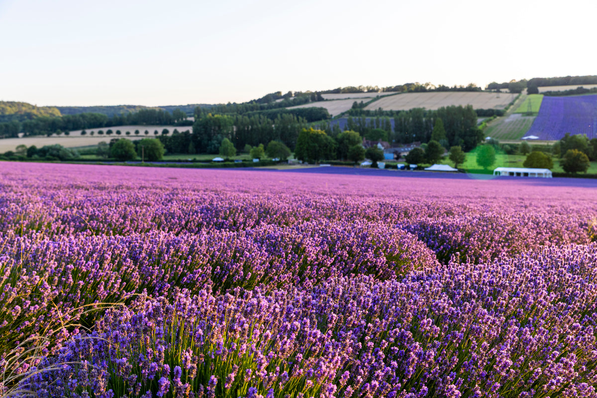 LAVENDER PICNIC GIFT EXPERIENCE