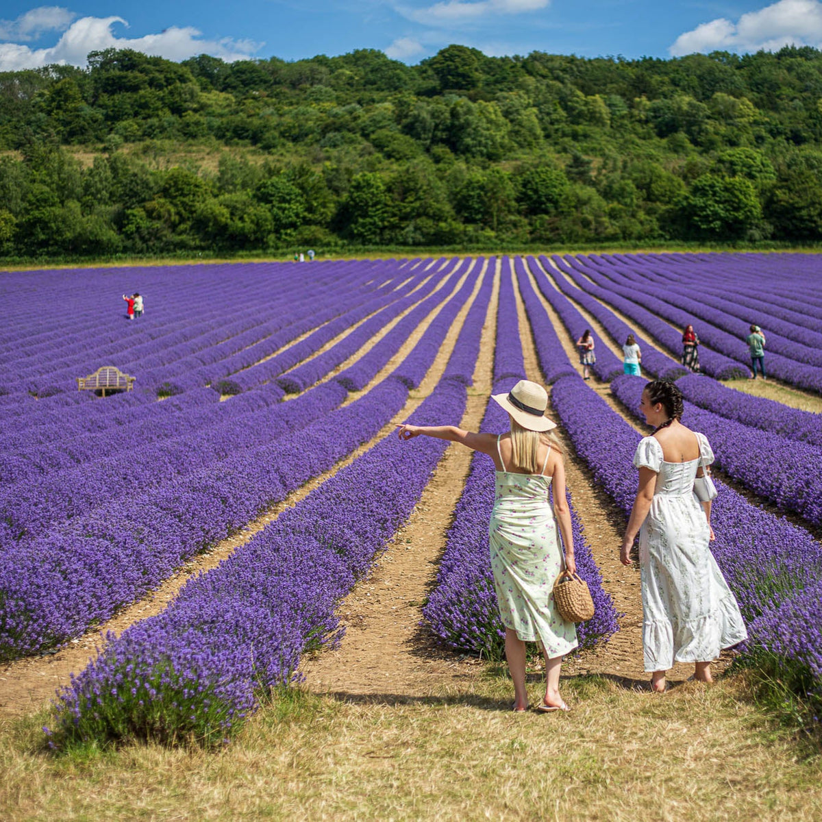 LAVENDER PICNIC TICKET