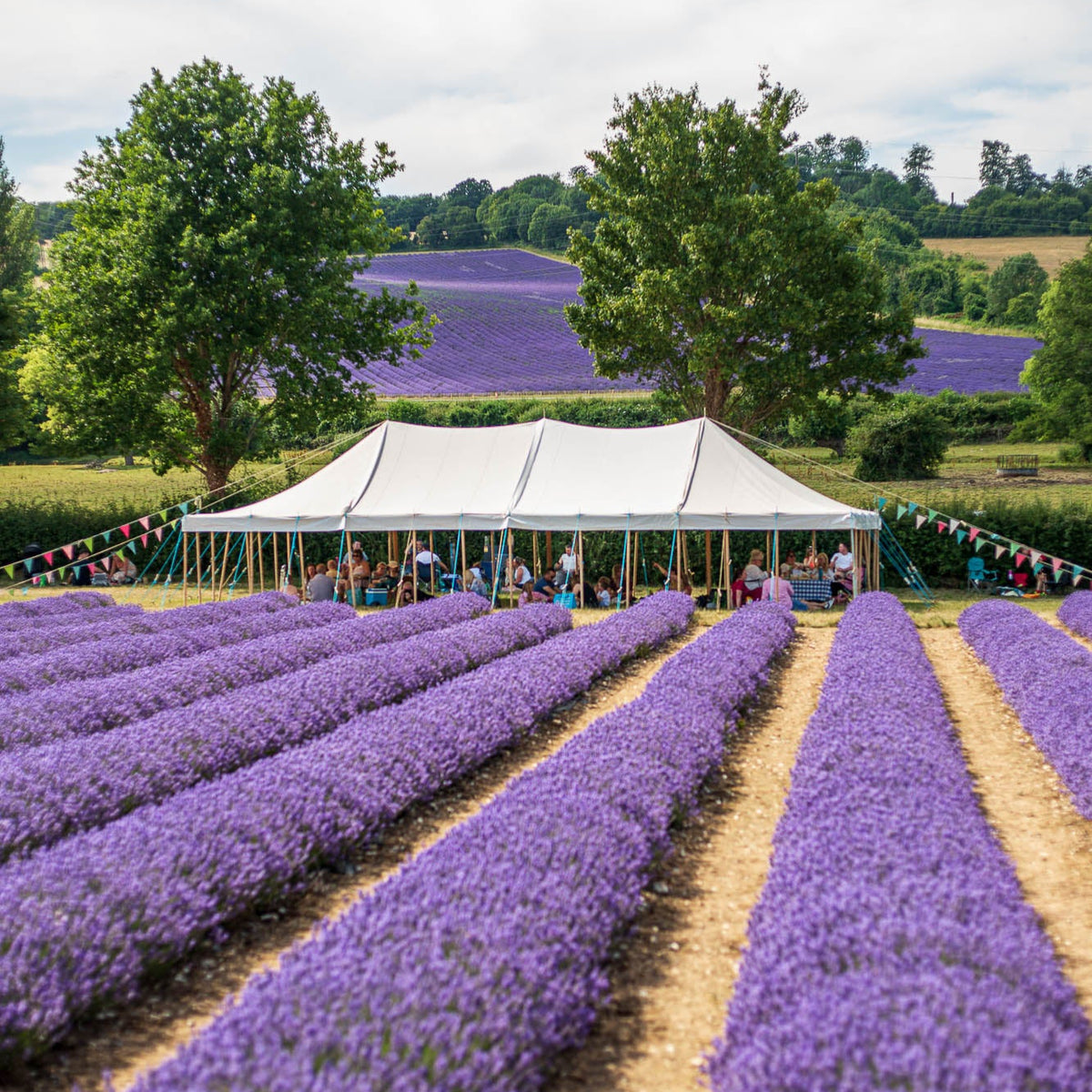 LAVENDER PICNIC TICKET